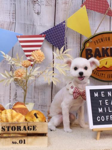 20240925レイくん